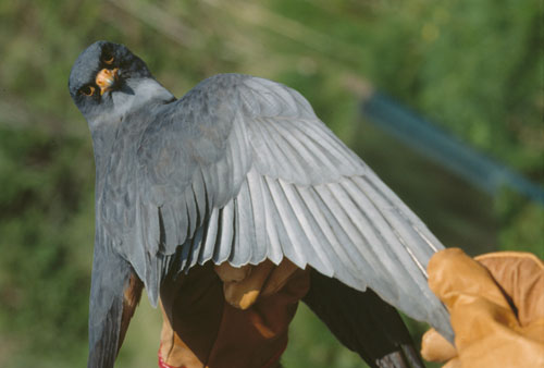 Ventotene - fauna, falco