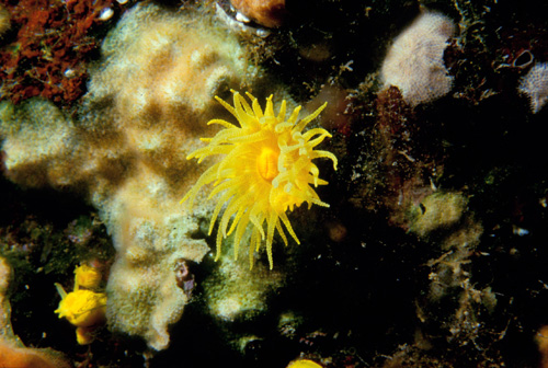 Ventotene - fauna marina